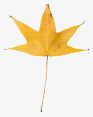 Yellow Dry Leaf Transparent Hd 1920 X 1080p - Yellow Leaf Transparent Background