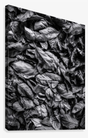 Closeup Leaf Texture In Black And White Canvas Print - Artist