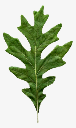 Oakleaf1 207 Kb - Quercus Alba Leaf