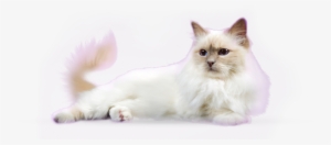 Cat Elder 22 - White Cat Transparent Background