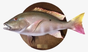 Mutton Snapper On Wood Plaque - Mutton Snapper