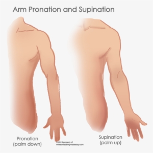 Shoulder Muscle 11 - Barechested