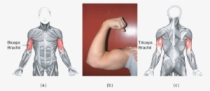 The Biceps Brachii And Triceps Brachii Act As An Atagonistic - Bicep Muscle Highlighted