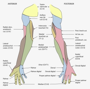 Cutaneous Innervation Of Upper Limb