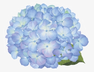 Blue Hydrangea Png Graphic Royalty Free - Hortensia Png