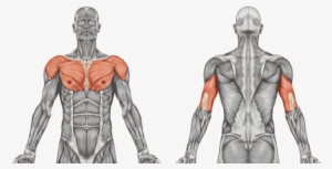 Arm Ergometer - Muscular System Unlabeled Diagram