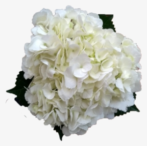 Hydrangea White Jumbo