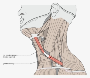 Stylohyoid Muscle