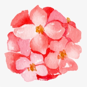 Pink Hydrangea Watercolor Hand Painted Transparent - Portable Network Graphics