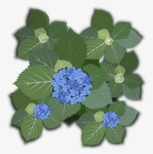 This Free Icons Png Design Of Hydrangea Macrophylla