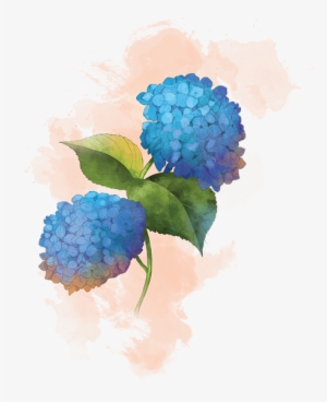 Click And Drag To Re-position The Image, If Desired - Hydrangea