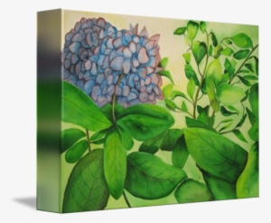 Blue Hydrangeas By Nancy Riedell - Blue