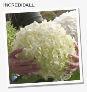 Along The Same Lines As Incrediball Is Another Annabelle - Hydrangea ''incrediball'' In Size
