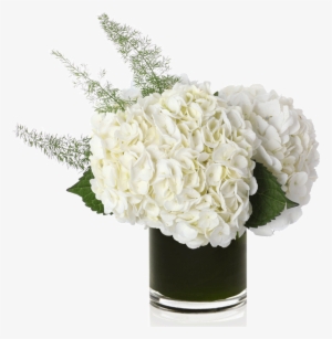 Classic White Hydrangea - Flowers - Vanilla - Regular