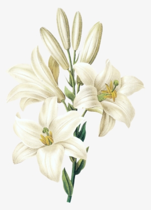 Easter Lily - Flower Drawing White Lily