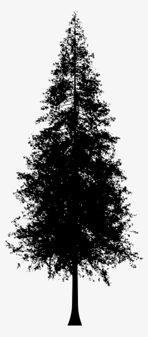Redwood Tree Silhouette Graphic Stock - Redwood Tree Line Art