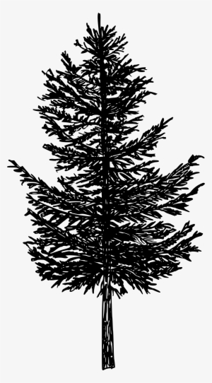 Pine Tree Silhouette Drawing Transparent Png Transparent - Drawing