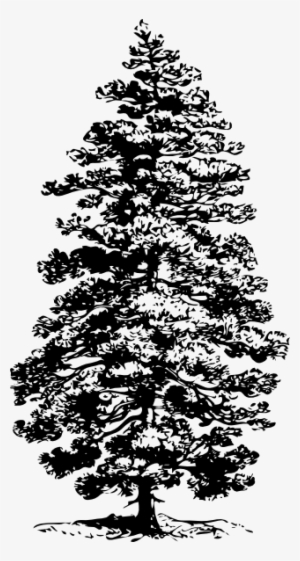 Clip Art Pine Tree Drawing At Clker Com Vector Online - Pine Trees Ink Drawing