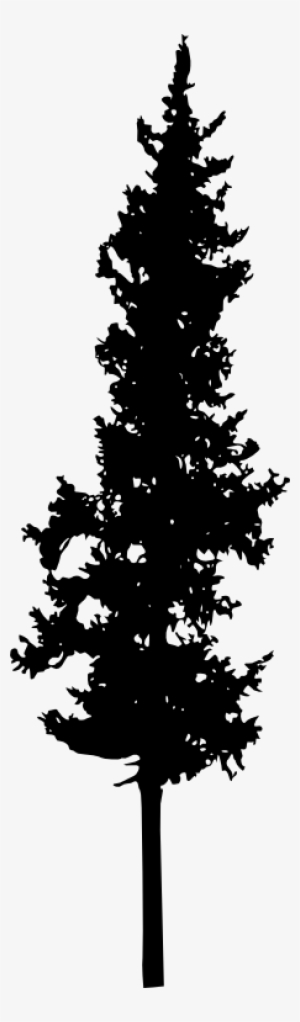 Download Spruce Branches Silhouette Setpine Conesdecor - Portable Network Graphics