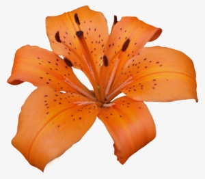 Sh/33, Wallpaper Impressive - Tiger Lily Flower Png