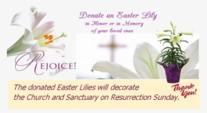 Donate An Easter Lily - Lily