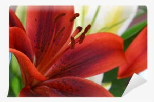 Red Lilies