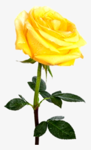 Single Yellow Rose Transparent Background - Interlude ... Between The Present And Unkown