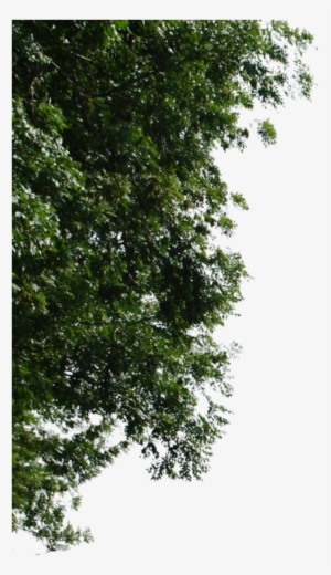 Background • Png Principal • Asa • Textura • Arvore - Corner Tree For Photoshop Png