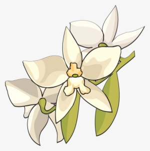 White Orchid Flower Clipart - White Orchid Flower Clip Art