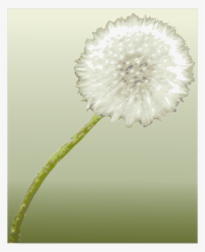 Pusteblume 2 Dandelion Clock Png Images