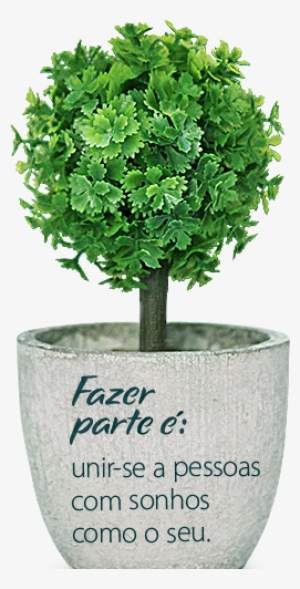 Arvore - Perfect Tree For A Pot