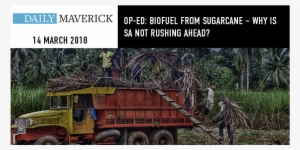 Biofuel From Sugarcane Why Is Sa Not Rushing Ahead - Sabal Palmetto
