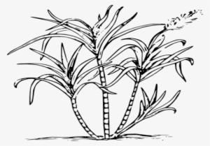 Picture Black And White Reed Crop Free On Dumielauxepices - Sugar Cane Clipart Black And White