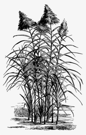 Sugarcane Sketch