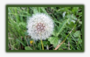 Regina Begins - Dandelion-spraying - Charlottetown