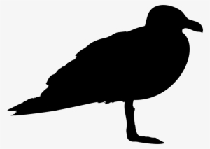 Gulls Bird Silhouette Animal - Silhouette Of A Seagull