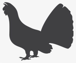 Capercaillie Png