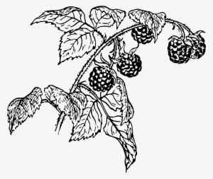 Raspberry 3 Icons Png - Black And White Raspberry Botanical Drawings
