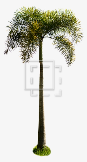 Cutout People - Palm Trees
