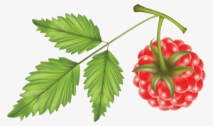 Raspberry Vector