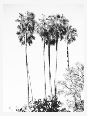 Bw Palm Tree Tropical Art