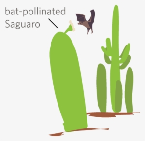 The Huge, Iconic Saguaro Cactus Is Found Naturally - Illustration