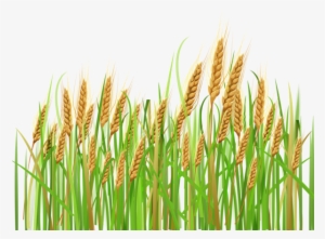 Wheat Clipart Feild - Crops Clipart Transparent Background
