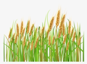 Cornfield Vector Wheat Background - Wheat Clipart