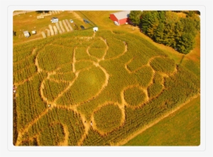 Corn Maze - Field