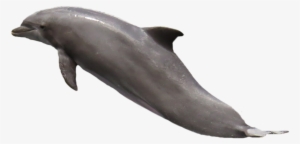 Dolphin Png