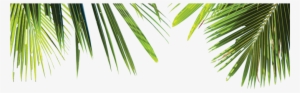 Palm Leaves - Palm Tree Leaves Png