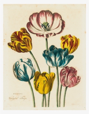 033 A7b0f9e4 Fd6a 42c2 9823 64067a174197 V=1527861633 - Art Print: Botanical Series' Tulip 18, 38x29in.