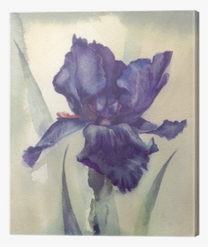 Watercolor Flower Collection - Iris