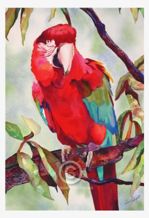 1 - Macaw